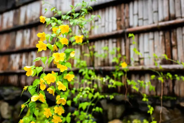 Kyoto, Japan residential area with closeup of bamboo wet wooden fence with Kerria japonica yellow flowers in garden