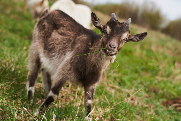 istock goat on the farm 1151678725