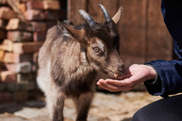 istock Small  goat on the farm 1151678772