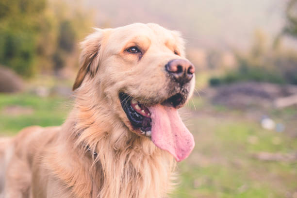istock Golden Retriever 1151682220