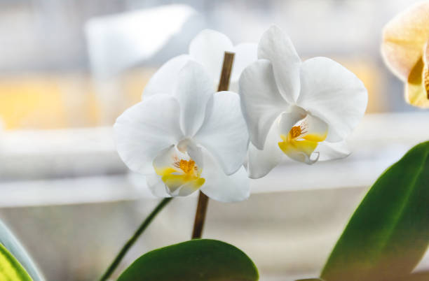 istock White orchid flower on a light background in creative blur 1151683578