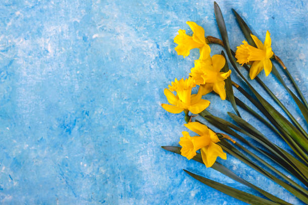 istock Daffodil flowers yellow on a blue marble background, there is an empty space for text. Flat Lay. View from above. Concept. 1151683587