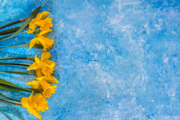 istock Daffodil flowers yellow on a blue marble background, there is an empty space for text. Flat Lay. View from above. Concept. 1151683588