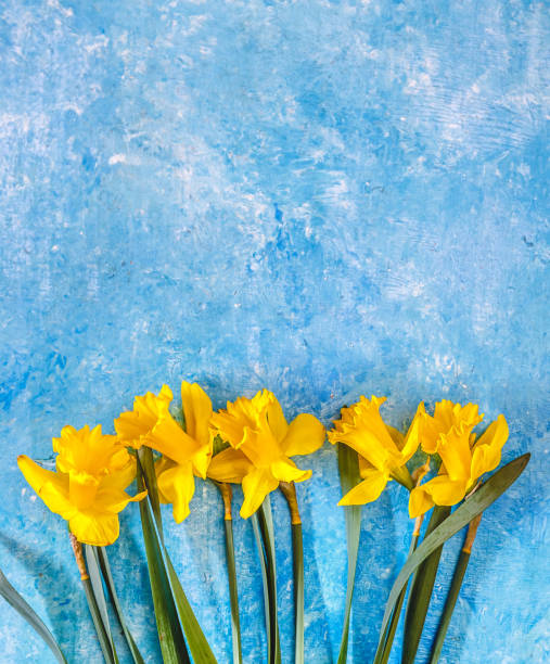 istock Daffodil flowers yellow on a blue marble background, there is an empty space for text. Flat Lay. View from above. Concept. 1151683589