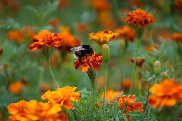 Fluffy bumble bee sitting on bright orange flower on flowerbed nature background. Close up of bumblebee insect in the outdoors