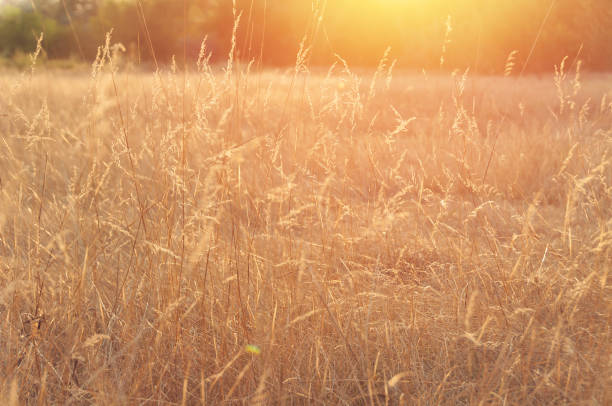 istock Dry grass spikelets moving on the wind at sunset 1151683722