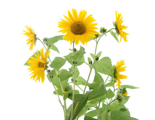 istock Sunflower flowers isolated on white background 1151683878
