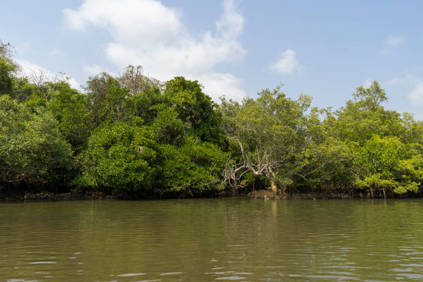 istock Beautiful sunny day on river in Palolem Goa India 1151686343
