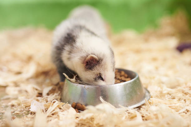 Light gray ferret eats from the trough stock photo
