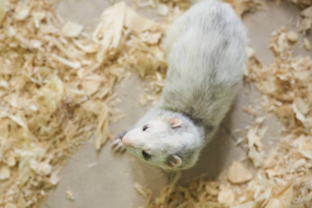 istock Light gray ferret on wood sawdust 1151690841