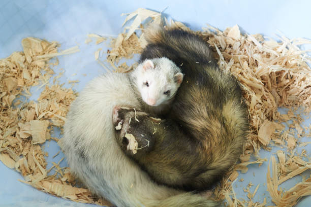 istock Two cute ferrets sleeping in wood sawdust 1151691860