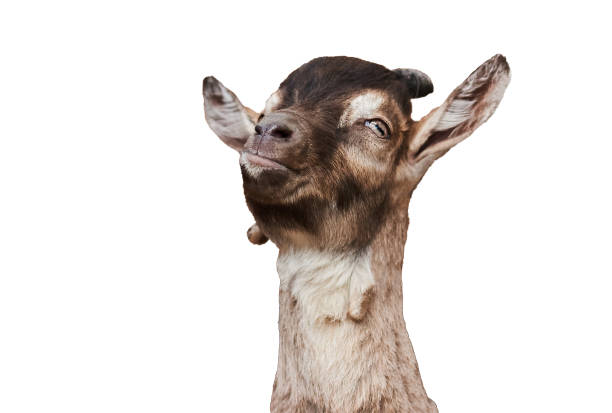 istock Goat head, with a thoughtful expression on the face on a white background 1151692877