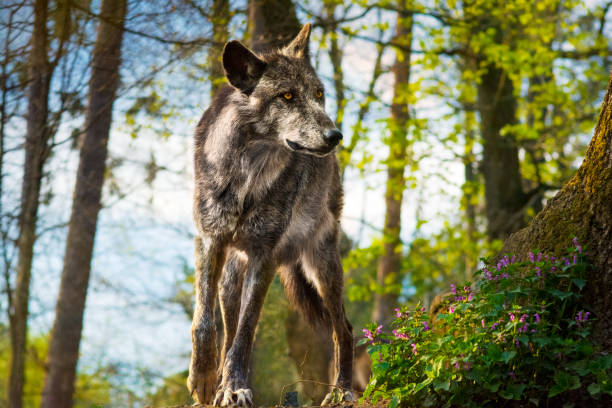 Wolf running in forest under last rays of sunset Portrait of a gray wolf in the forest. It is running over the top of the hill under the last rays of the sun. wolf snout pictures stock pictures, royalty-free photos & images