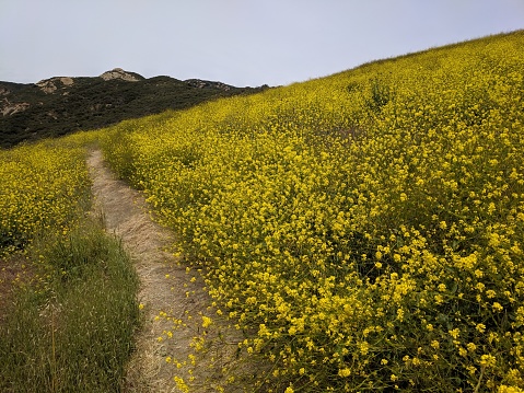 Yellow super bloom in santa barbara california on wind tunnels trail in gaviota on the coast