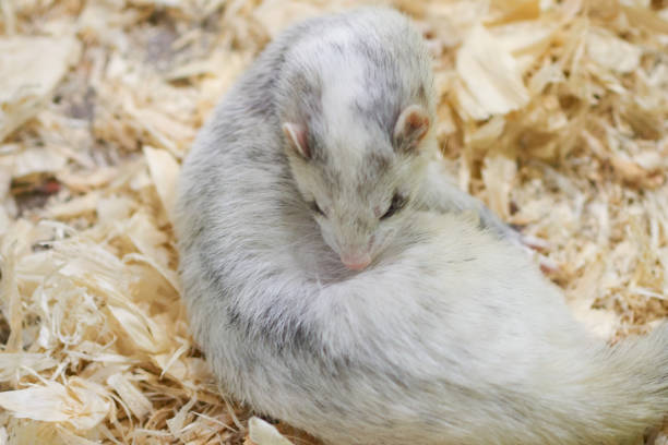 istock Light gray ferret lying on wood sawdust 1151699414