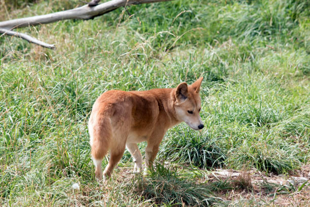 istock the golden dingo walking in the grass 1151699415
