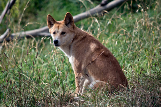 istock the golden dingo is resting 1151699962