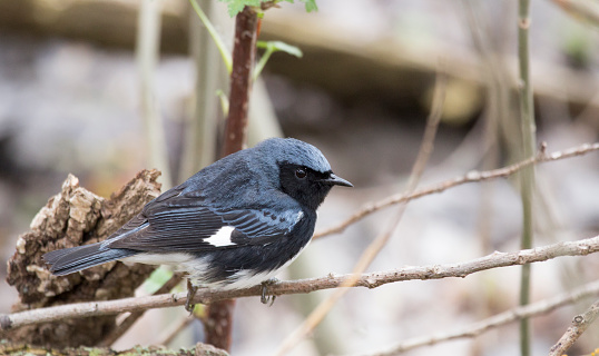 Photograph of a black-throated blue warbler perching on a branch in Ohio during the spring migration.