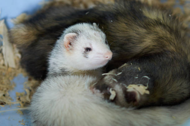 istock Two cute ferrets sleeping in wood sawdust 1151699999