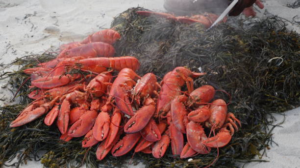 Lobster bakes are a northeastern favorite.  This evening was a fun event in Maine made complete with friends.  These steamed lobsters fed a crowd of hungry people. Pictured here are steamed lobster served on a bed of seaweed on the beach of a marina.  It made for very easy clean up.