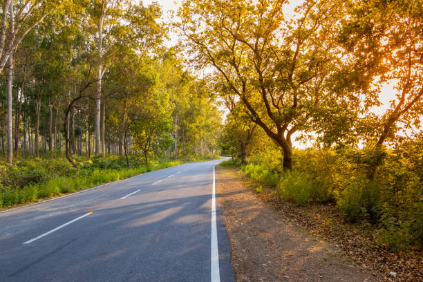 istock Lonely Road or Highway through trees during evening sunset. 1151703585