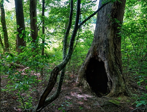 A lush green forest landscape with a dramatic hollow tree.