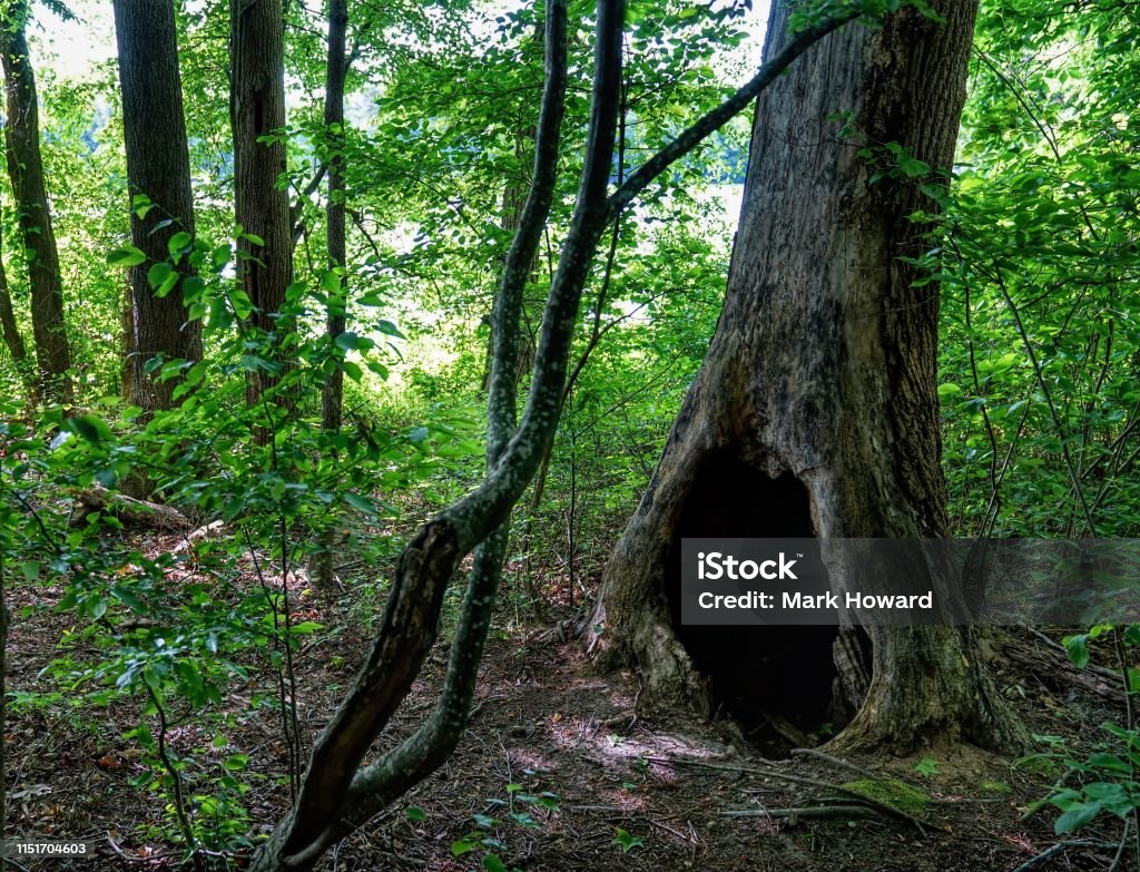 Hollow Tree A lush green forest landscape with a dramatic hollow tree. Hollow Stock Photo