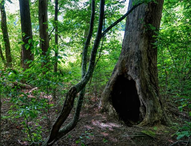 Hollow Tree stock photo