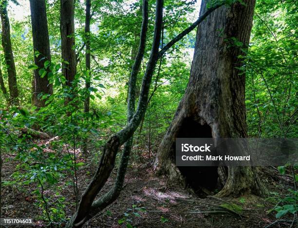 Hollow Tree Stock Photo - Download Image Now - Hollow, Tree, Hole