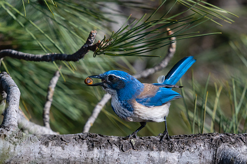 Beautiful blue bird in California.