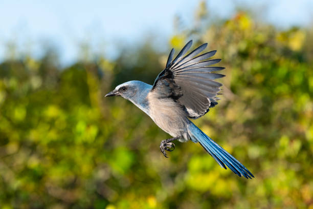 istock Florida Scrub Jay, aphelocoma coerulescens, endangered specie, in flight 1151705234