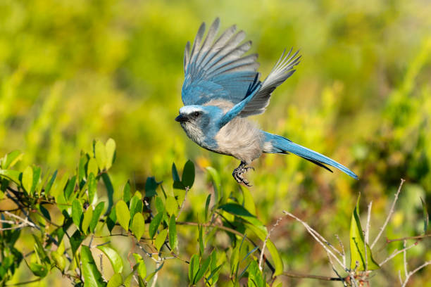 istock Florida Scrub Jay, aphelocoma coerulescens, endangered specie, in flight 1151705277