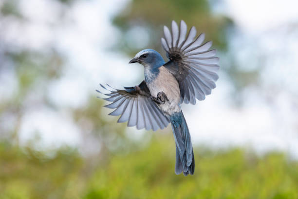 istock Florida Scrub Jay, aphelocoma coerulescens, endangered specie, in flight 1151706352