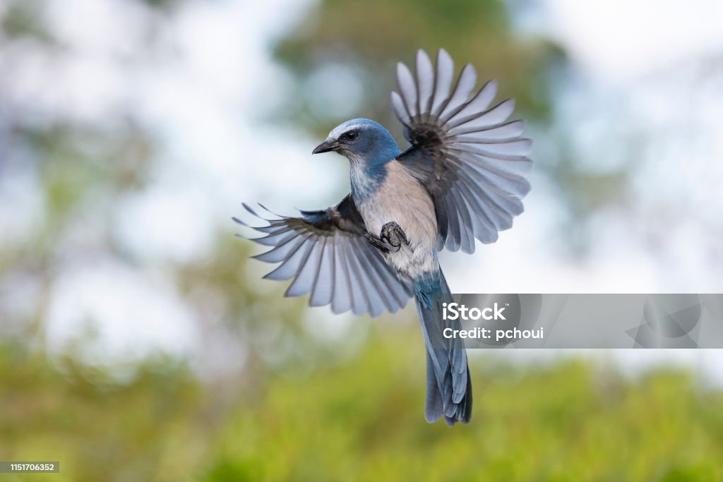 Florida Scrub Jay Aphelocoma Coerulescens Specie Nguy Cấp Trong Chuyến Bay Hình ảnh Sẵn có - Tải xuống Hình ảnh Ngay bây giờ - iStock