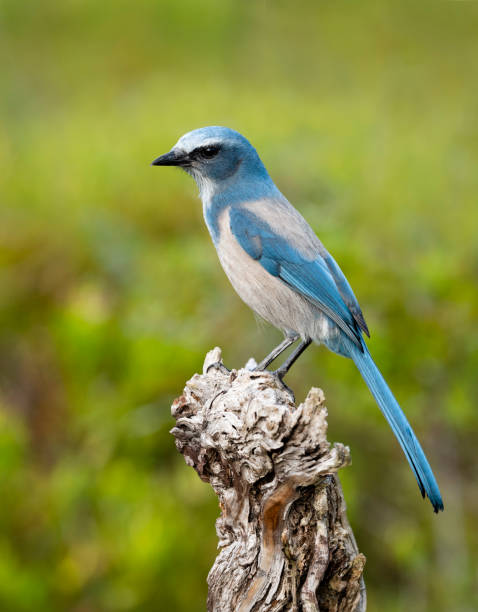 istock Florida Scrub Jay, aphelocoma coerulescens, endangered specie, perching 1151706367