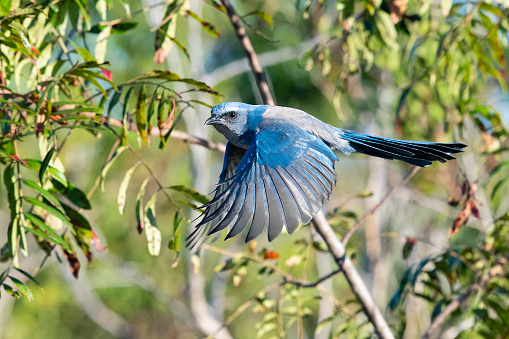 Beautiful blue bird in Florida.