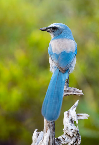 istock Florida Scrub Jay, aphelocoma coerulescens, endangered specie, perching 1151706442