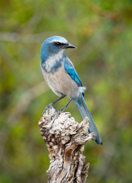istock Florida Scrub Jay, aphelocoma coerulescens, endangered specie, perching 1151706444