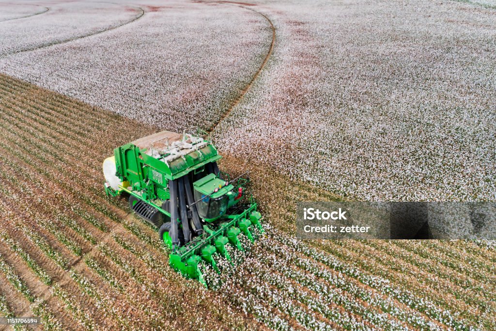 D Cotton Combine Front Above close Blossoming white cotton field harvested by a combine tractor with bunker wrapping cotton into rolls on flat agricultural cultivated farm in NSW, Australia. Cotton Stock Photo