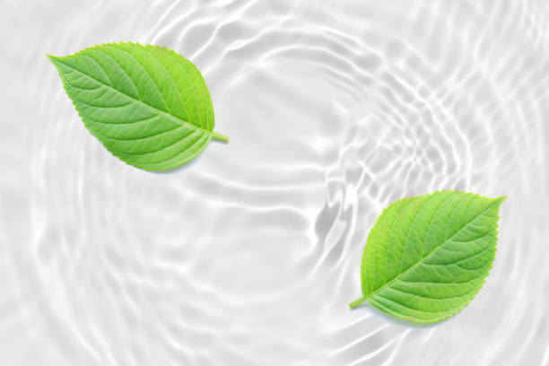 istock fresh green leaf abstract on rippled white water texture background 1151707331