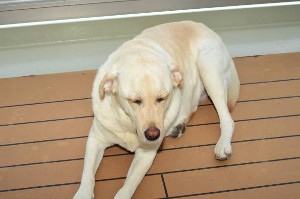 istock Labrador Retriever in Alaska 1151709671