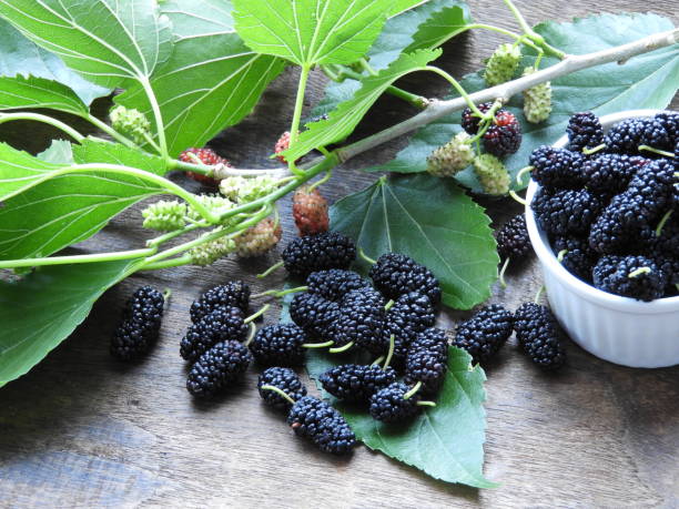 mulberry - mulberry bush zdjęcia i obrazy z banku zdjęć