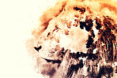 Watercolor portrait image of male lion, digital illustration