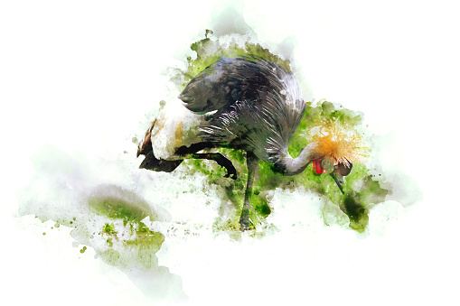 Watercolor image of Crowned crane, African crane with a yellowish bristly crest, digital illustration