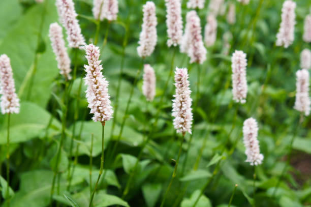 polygonum bistorta officinalis or bistort pink plant with green leaves stock photo
