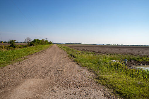 Mississippi Delta farmland, grass, and dirt road in the morning sun.