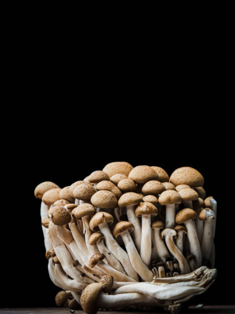 istock Bunashimeji mushroom in black background. 1151723068