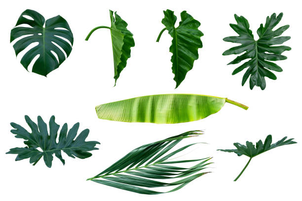 istock Tropical green plants and flowers set. 1151723864