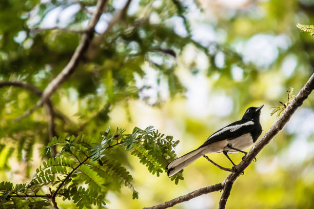 istock Oriental Magpie Robin The beautiful bird, . 1151724032
