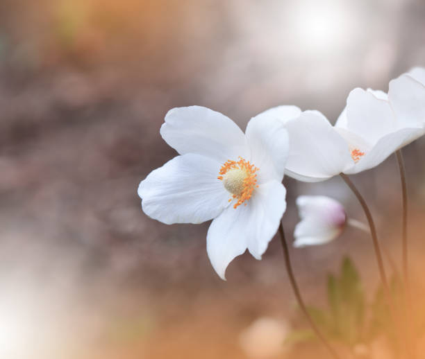 美しいオレンジ色の自然の背景。驚くほどの春のアネモネの花のマクロ写真。アートデザイン。画像をクローズアップ。創造的な芸術的な壁紙。カラフル、色、植物。ロマンチックな、愛。� - yellow wood anemone ストックフォトと画像